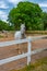 Famous Lipizzan horses in Slovenian village Lipica