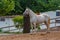 Famous Lipizzan horses in Slovenian village Lipica