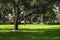 famous live Southern Live Oaks covered in Spanish Moss growing in Savannah`s historic squares. Savannah, Georgia