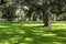 famous live Southern Live Oaks covered in Spanish Moss growing in Savannah`s historic squares. Savannah, Georgia