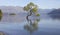 Famous lonely Willow tree in Lake Wanaka, New Zealand