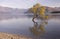 Famous lonely Willow tree in Lake Wanaka, New Zealand