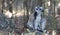 Famous Madagascar Maki lemur, Ring tailed lemur