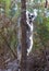 Famous Madagascar Maki lemur, Ring tailed lemur