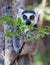 Famous Madagascar Maki lemur, Ring tailed lemur, eating