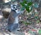 Famous Madagascar Maki lemur, Ring tailed lemur, eating