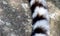 Famous Madagascar Maki lemur, Ring tailed lemur, tail