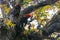 Famous Magellanic woodpecker on a southern beech tree