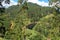 The famous nine-arch bridge of the railway in the jungle in Sri Lanka