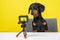 Famous obedient dachshund blogger sits at table and shoots video blog for dogs on action camera on yellow background, front view.
