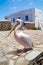 The famous Pelican of Mykonos island