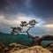 Famous pine at the top, Poland