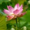 Famous Pink Lotus Flower