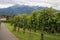 The famous princely vineyard of Prince Liechtenstein against the backdrop of the Alps