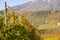 The famous Prosecco vineyards Nortern Italy, Veneto Region. Color image