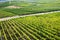 Famous Rheingau vineyards region in late summer in Germany, green hills on sunny day. Famous vineyard region near Mosel