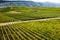 Famous Rheingau vineyards region in late summer in Germany, green hills on sunny day. Famous vineyard region near Mosel