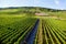 Famous Rheingau vineyards region in late summer in Germany, green hills on sunny day. Famous vineyard region near Mosel