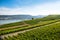 Famous Rheingau vineyards region in late summer in Germany, green hills on sunny day. Famous vineyard region near Mosel