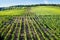 Famous Rheingau vineyards region in late summer in Germany, green hills on sunny day. Famous vineyard region near Mosel