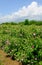 The famous rose fields in the Thracian Valley near Kazanlak