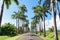 Famous royal palm fringed road, Guadeloupe