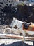 Famous Santorini donkey. Traveling in Greece