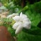 Famous scented flower, Melati putih or Jasminum sambac (Arabian jasmine or Sambac jasmine) flower