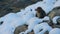 The famous snow monkeys near the natural river of snowy mountain at Japan