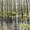 Famous swamp area in usedom