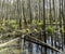 Famous swamp area in usedom