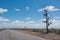 The famous tamarisk shoe tree near Amboy on Route 66