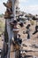 The famous tamarisk shoe tree near Amboy on Route 66