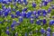 Famous Texas Bluebonnet (Lupinus texensis) Wildflowers.