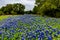 Famous Texas Bluebonnet (Lupinus texensis) Wildflowers.