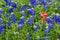 Famous Texas Bluebonnet (Lupinus texensis) Wildflowers.