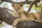 Famous tree climbing lion relaxing on euphorbia tree