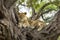 Famous tree climbing lion relaxing on euphorbia tree