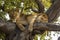 Famous tree climbing lion relaxing on euphorbia tree