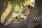 Famous tree climbing lion relaxing on euphorbia tree