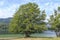 Famous tree on lake Bohinj, a famous destination not far from lake Bled.