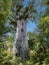 Famous tree Tane Mahuta in Maori language in New Zealand