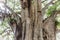 Famous tree of Tule in Oaxaca Mexico