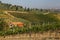 Famous Tuscany vineyards in Italy