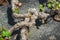 Famous vineyards of La Geria on volcanic soil, Lanzarote