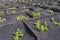 Famous vineyards of La Geria on volcanic soil in Lanzarote, Canary Islands, Spain