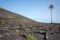 Famous vineyards of La Geria on volcanic soil in Lanzarote, Canary Islands, Spain