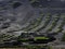 Famous vineyards of La Geria on volcanic soil Lanzarote Island