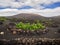 Famous vineyards of La Geria on volcanic soil Lanzarote Island Spain