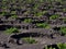 Famous vineyards of La Geria on volcanic soil Lanzarote Island Spain